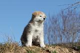 AKITA INU 086